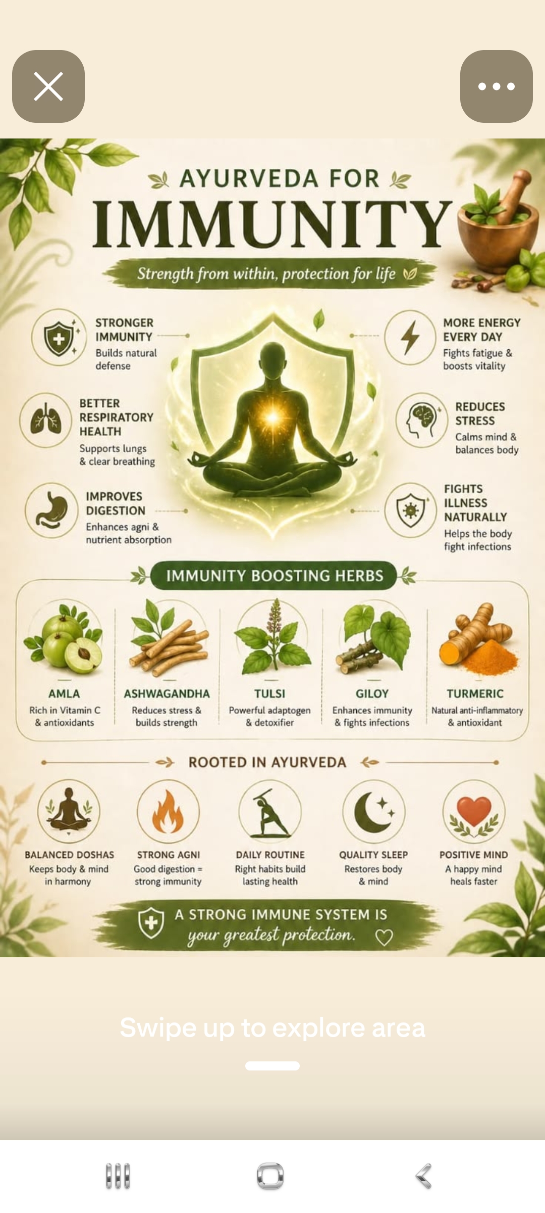 Ayurveda for Immunity — Amla, Ashwagandha, Tulsi, Giloy, Turmeric