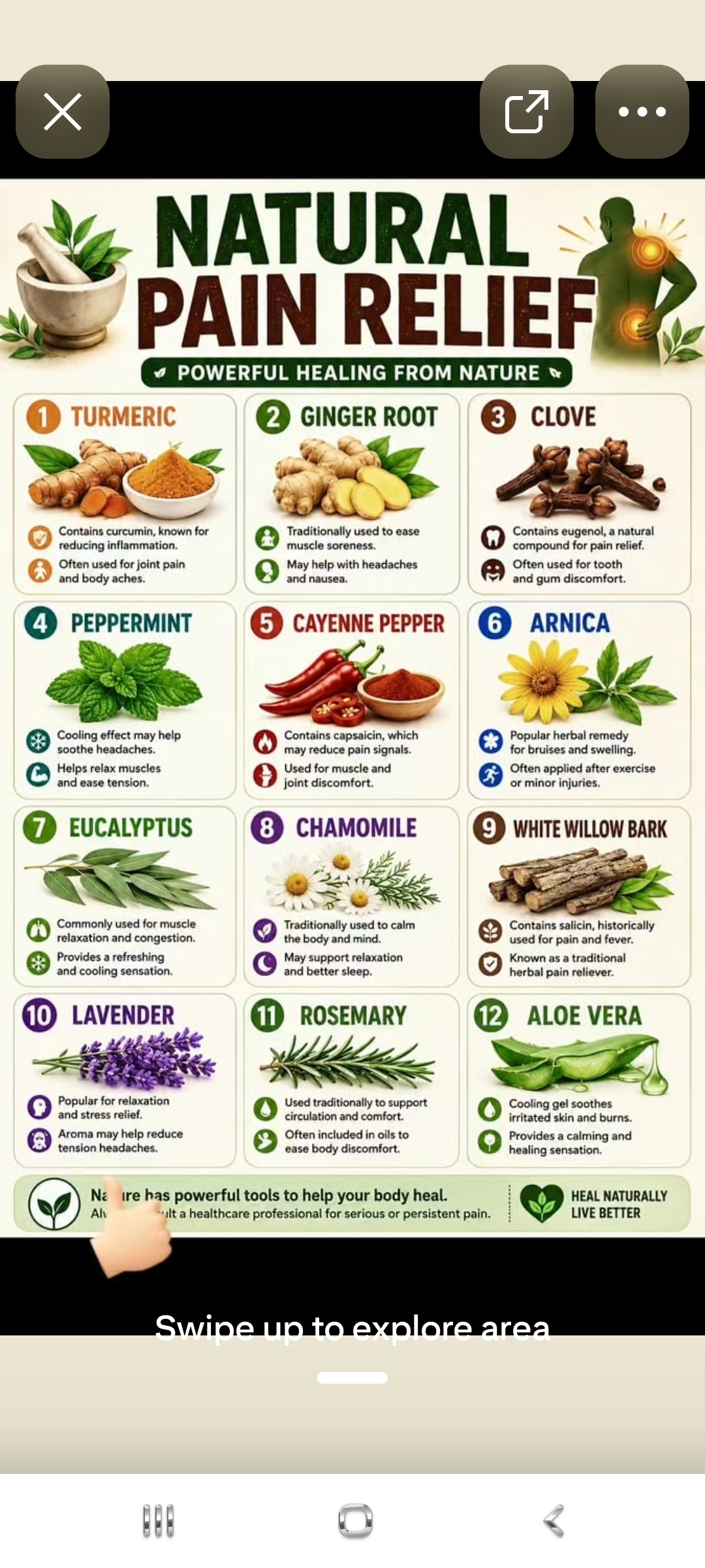 Natural Pain Relief — 12 Powerful Healing Herbs — Turmeric, Ginger, Clove, Peppermint, Cayenne, Arnica, Eucalyptus, Chamomile, White Willow Bark, Lavender, Rosemary, Aloe Vera