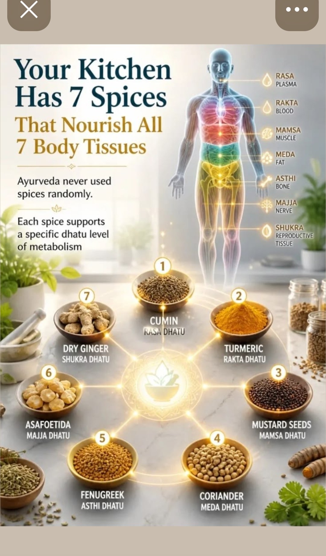 7 Kitchen Spices That Nourish All 7 Body Tissues — Ayurvedic Dhatu chart — cumin turmeric mustard coriander fenugreek asafoetida dry ginger