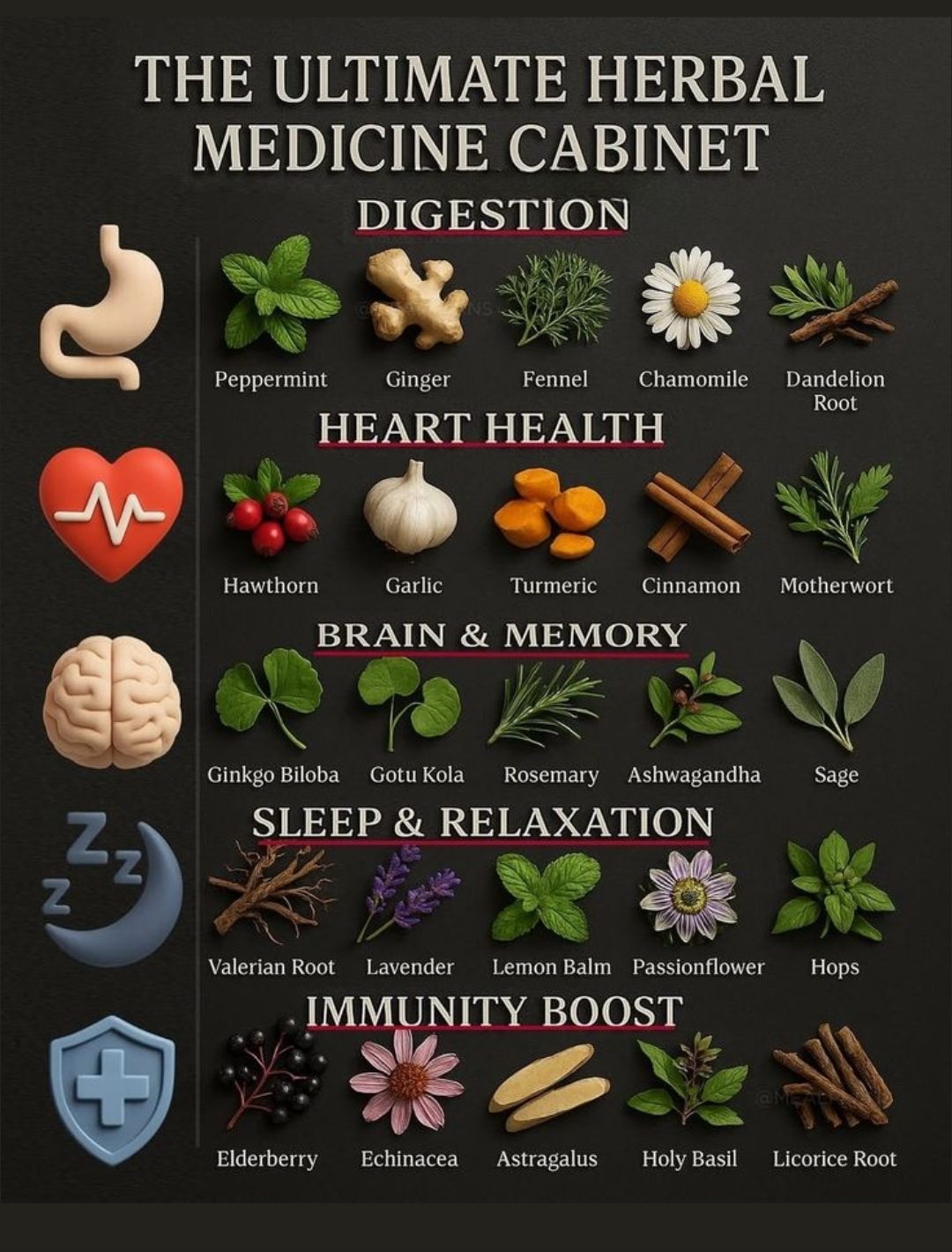 The Ultimate Herbal Medicine Cabinet — digestion, heart health, brain and memory, sleep and relaxation, immunity boost