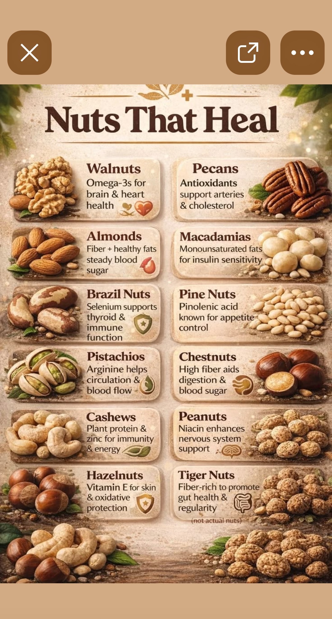 Nuts that heal — walnuts omega-3s for brain and heart health, pecans antioxidants support arteries and cholesterol, almonds fiber and healthy fats for steady blood sugar, macadamias monounsaturated fats for insulin sensitivity, brazil nuts selenium supports thyroid, pistachios arginine helps circulation, cashews plant protein and zinc, hazelnuts vitamin E for skin